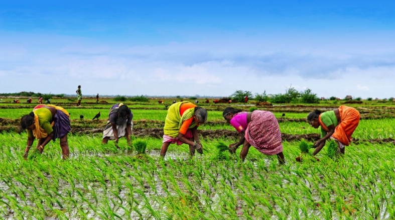 விவசாயம்